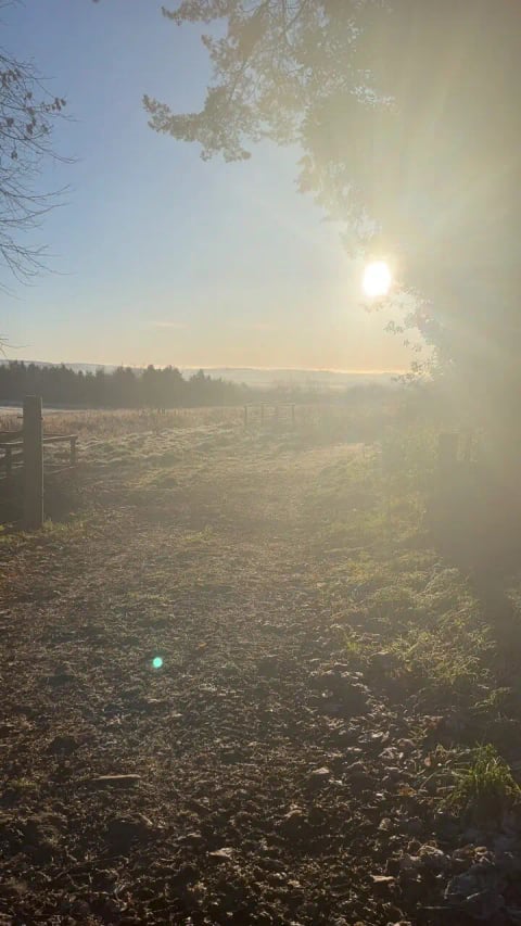 Low sun through the mist on the estate track