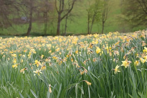Daffodils in the meadow in spring
