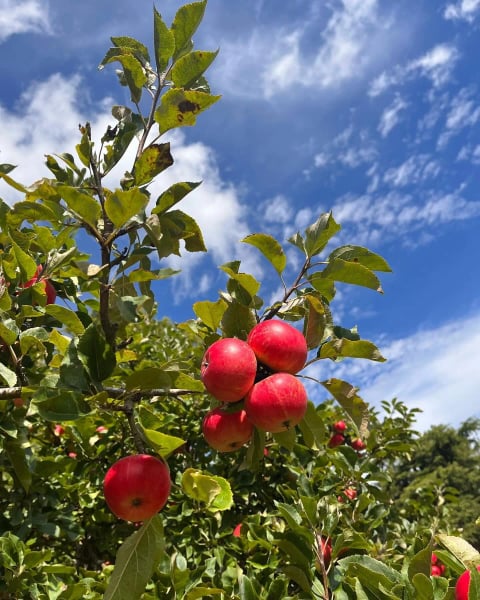 Apples ripening in the orchard