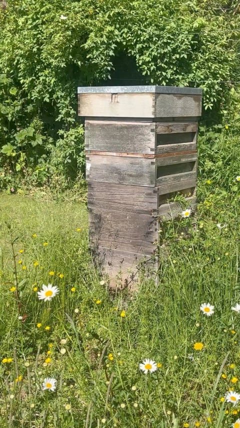 Wooden beehives in the wildflower meadow