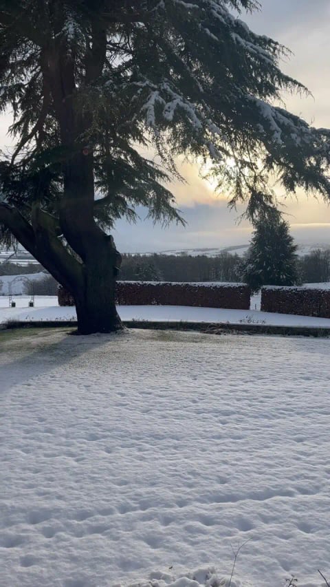 The snow-dusted lawn beneath the cedar