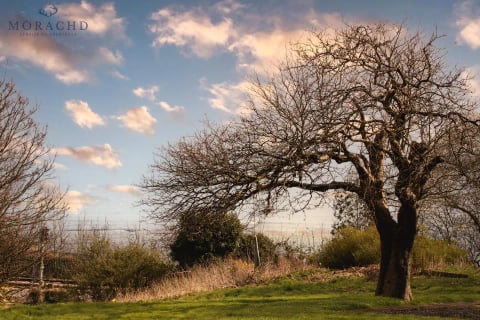 Old apple tree against the evening sky