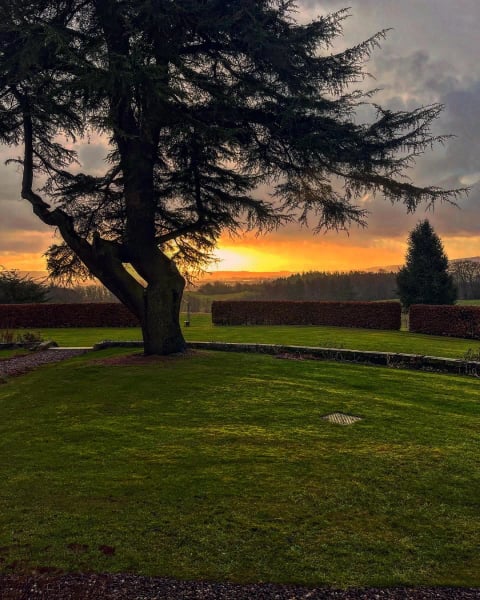 Sunset silhouetting the old tree on the lawn