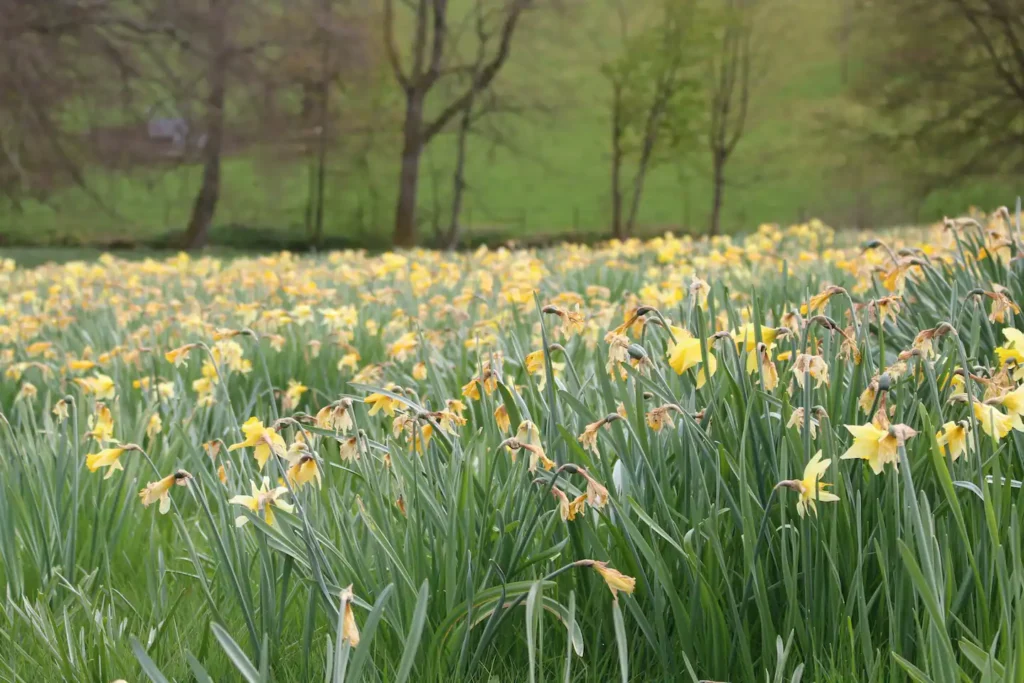 Field of daffodils in bloom on a hillside with trees in the background during springtime.